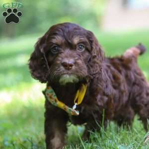 Bear, Cockapoo Puppy